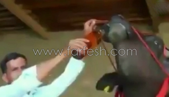 اغرب ثور قد تراه في حياتك.. يشرب الكحول ويستحم مرتين في اليوم.. فيديو صورة رقم 4