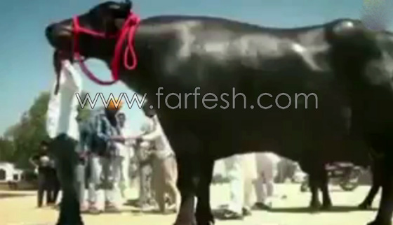 اغرب ثور قد تراه في حياتك.. يشرب الكحول ويستحم مرتين في اليوم.. فيديو صورة رقم 5
