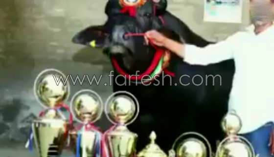 اغرب ثور قد تراه في حياتك.. يشرب الكحول ويستحم مرتين في اليوم.. فيديو صورة رقم 7