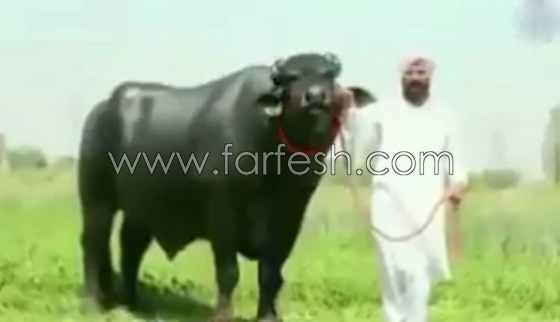 اغرب ثور قد تراه في حياتك.. يشرب الكحول ويستحم مرتين في اليوم.. فيديو صورة رقم 9