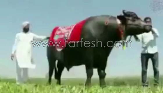 اغرب ثور قد تراه في حياتك.. يشرب الكحول ويستحم مرتين في اليوم.. فيديو صورة رقم 10