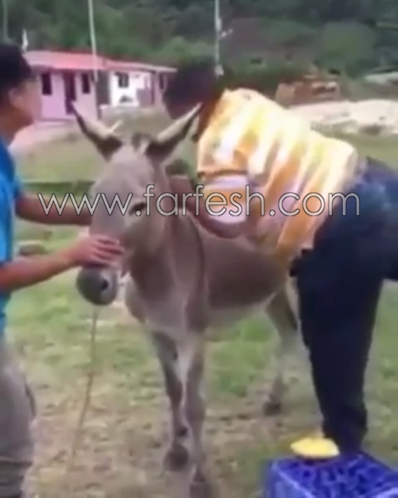 بالفيديو.. موقف محرج وسقطة مروعة من أعلى ظهر حمار صورة رقم 1