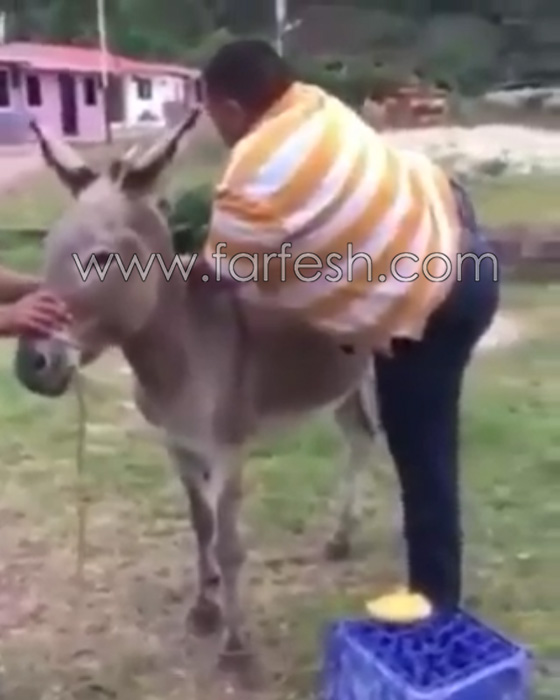 بالفيديو.. موقف محرج وسقطة مروعة من أعلى ظهر حمار صورة رقم 2