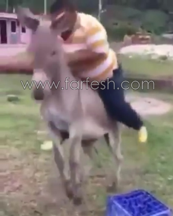 بالفيديو.. موقف محرج وسقطة مروعة من أعلى ظهر حمار صورة رقم 3