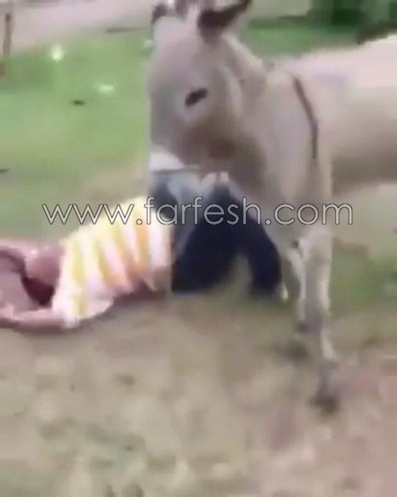 بالفيديو.. موقف محرج وسقطة مروعة من أعلى ظهر حمار صورة رقم 4