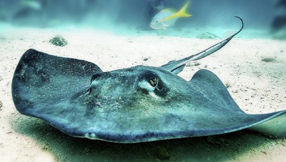 تعرفوا على أخطر انواع الكائنات البحرية.. أحدها يمكنه أكل إنسان في دقائق  صورة رقم 9