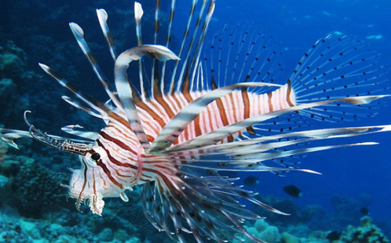 تعرفوا على أخطر انواع الكائنات البحرية.. أحدها يمكنه أكل إنسان في دقائق  صورة رقم 3