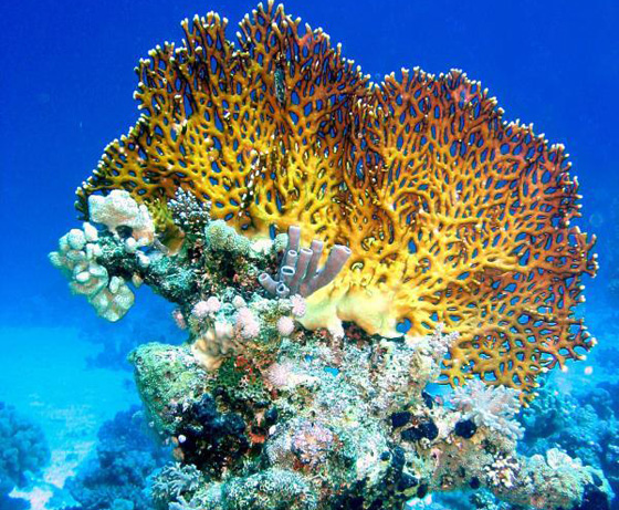 تعرفوا على أخطر انواع الكائنات البحرية.. أحدها يمكنه أكل إنسان في دقائق  صورة رقم 14