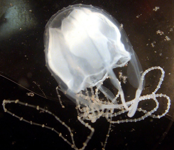 تعرفوا على أخطر انواع الكائنات البحرية.. أحدها يمكنه أكل إنسان في دقائق  صورة رقم 12