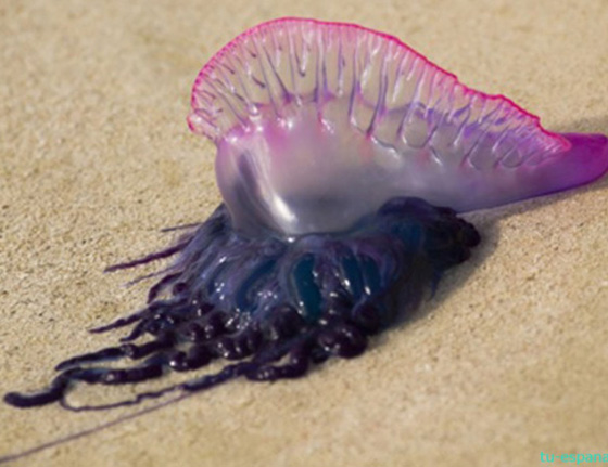 تعرفوا على أخطر انواع الكائنات البحرية.. أحدها يمكنه أكل إنسان في دقائق  صورة رقم 10