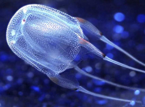 تعرفوا على أخطر انواع الكائنات البحرية.. أحدها يمكنه أكل إنسان في دقائق  صورة رقم 11