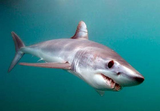 تعرفوا على أخطر انواع الكائنات البحرية.. أحدها يمكنه أكل إنسان في دقائق  صورة رقم 6