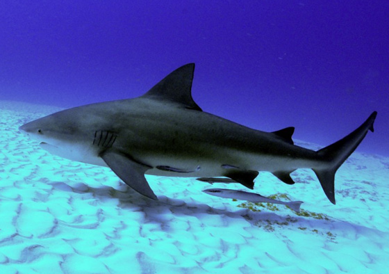 تعرفوا على أخطر انواع الكائنات البحرية.. أحدها يمكنه أكل إنسان في دقائق  صورة رقم 7