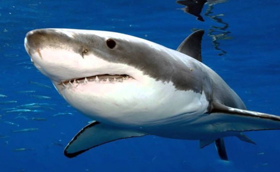 تعرفوا على أخطر انواع الكائنات البحرية.. أحدها يمكنه أكل إنسان في دقائق  صورة رقم 4