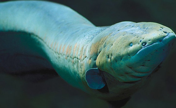 تعرفوا على أخطر انواع الكائنات البحرية.. أحدها يمكنه أكل إنسان في دقائق  صورة رقم 1