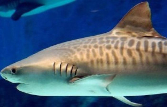 تعرفوا على أخطر انواع الكائنات البحرية.. أحدها يمكنه أكل إنسان في دقائق  صورة رقم 5