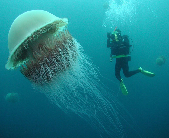 تعرفوا على أخطر انواع الكائنات البحرية.. أحدها يمكنه أكل إنسان في دقائق  صورة رقم 13