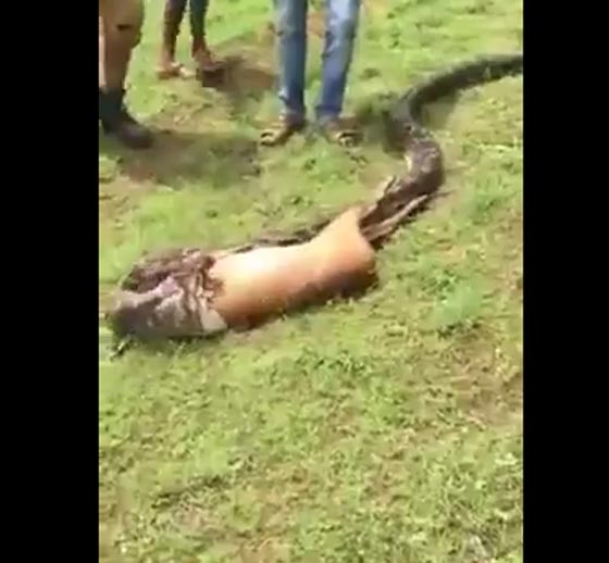 فيديو مذهل.. ثعبان ضخم يبتلع غزالا لقمة واحدة في بضع ثوان! صورة رقم 2 فيديو مذهل.. ثعبان ضخم يبتلع غزالا لقمة واحدة في بضع ثوان! صورة رقم 2