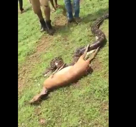 فيديو مذهل.. ثعبان ضخم يبتلع غزالا لقمة واحدة في بضع ثوان! صورة رقم 1 فيديو مذهل.. ثعبان ضخم يبتلع غزالا لقمة واحدة في بضع ثوان! صورة رقم 1