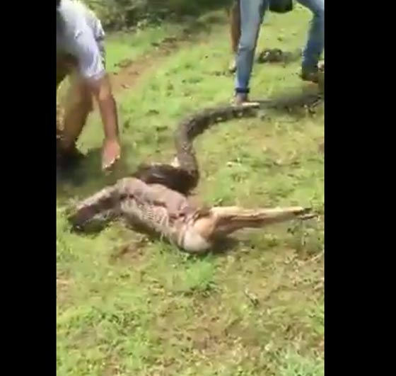 فيديو مذهل.. ثعبان ضخم يبتلع غزالا لقمة واحدة في بضع ثوان! صورة رقم 3 فيديو مذهل.. ثعبان ضخم يبتلع غزالا لقمة واحدة في بضع ثوان! صورة رقم 3