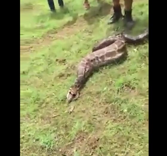 فيديو مذهل.. ثعبان ضخم يبتلع غزالا لقمة واحدة في بضع ثوان! صورة رقم 4 فيديو مذهل.. ثعبان ضخم يبتلع غزالا لقمة واحدة في بضع ثوان! صورة رقم 4