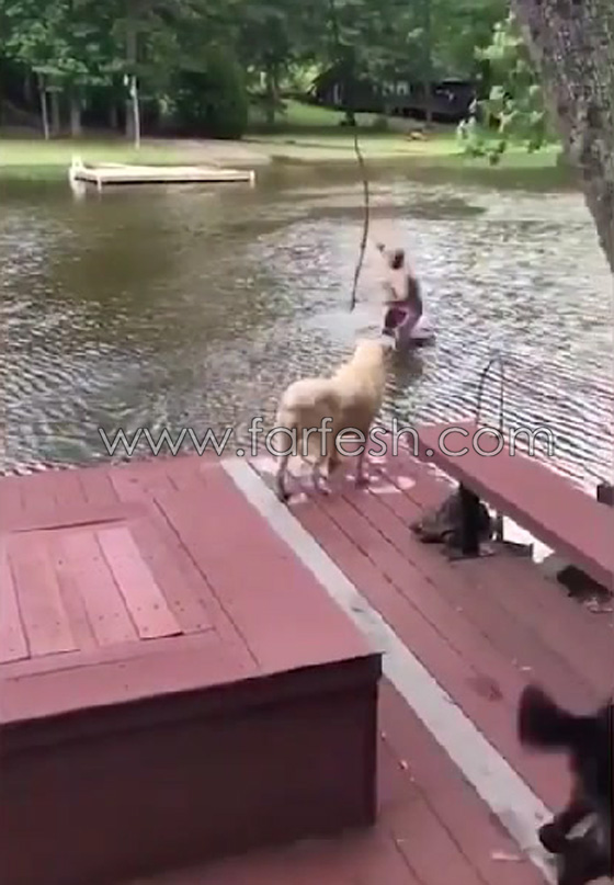 قمة الوفاء.. كلبان يقفزان في المياه لإنقاذ صاحبهما الذي تظاهر بالغرق صورة رقم 2