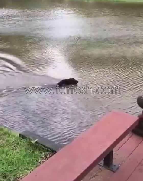 قمة الوفاء.. كلبان يقفزان في المياه لإنقاذ صاحبهما الذي تظاهر بالغرق صورة رقم 7