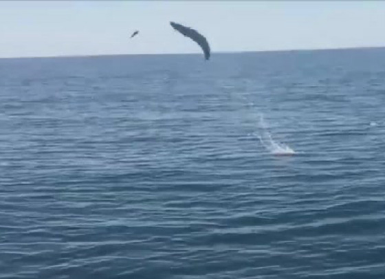 فيديو مدهش.. سمك التونة يطير بالهواء لالتقاط فريسته صورة رقم 1