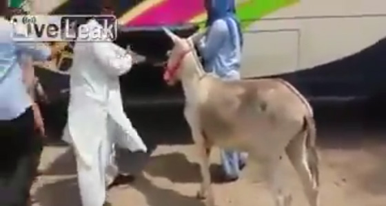فيديو طريف.. محاولات فاشلة لادخال حمار في صندوق الامتعة لحافلة صورة رقم 1