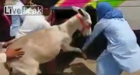 فيديو طريف.. محاولات فاشلة لادخال حمار في صندوق الامتعة لحافلة صورة رقم 2