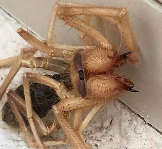 لقطات مخيفة لحشرة غريبة نصفها عنكبوت ونصفها عقرب صورة رقم 3