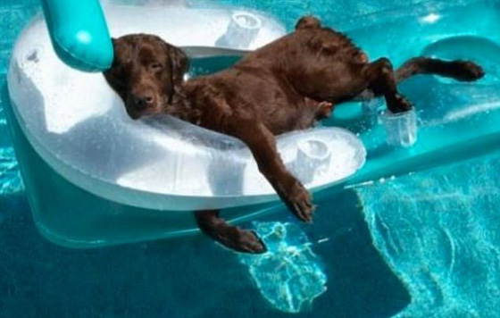 14 صورة بين الطرافة والغرابة كيف كنت تعلق عليها؟! صورة رقم 15