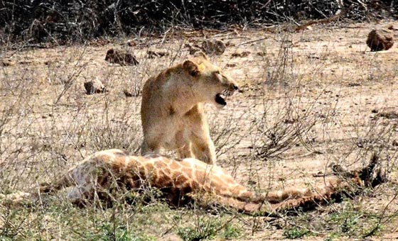 بالصور.. لقطات مروعة للبؤة تنقض على زرافة وتسقطها أرضا صورة رقم 6