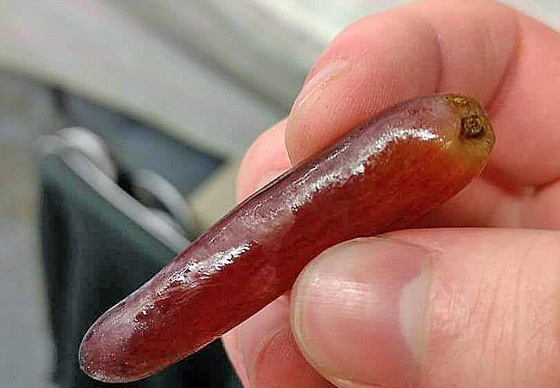 صور طريفة.. أغرب أشكال الفاكهة والخضروات صورة رقم 11