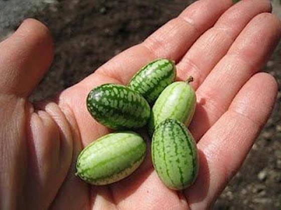 بالصور.. 20 صنف من أندر الفواكه في العالم! صورة رقم 12