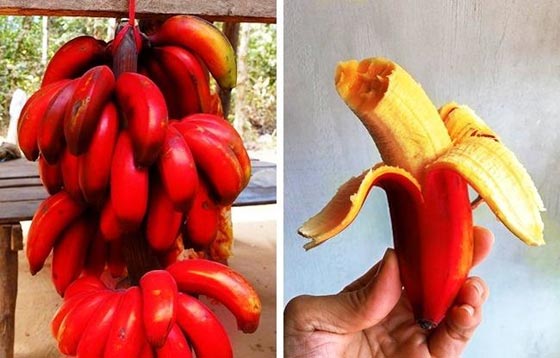 بالصور.. 20 صنف من أندر الفواكه في العالم! صورة رقم 6