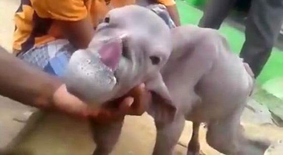 الهند: عنزة على شكل انسان ترعب قرية بأكملها.. فيديو وصور صورة رقم 1