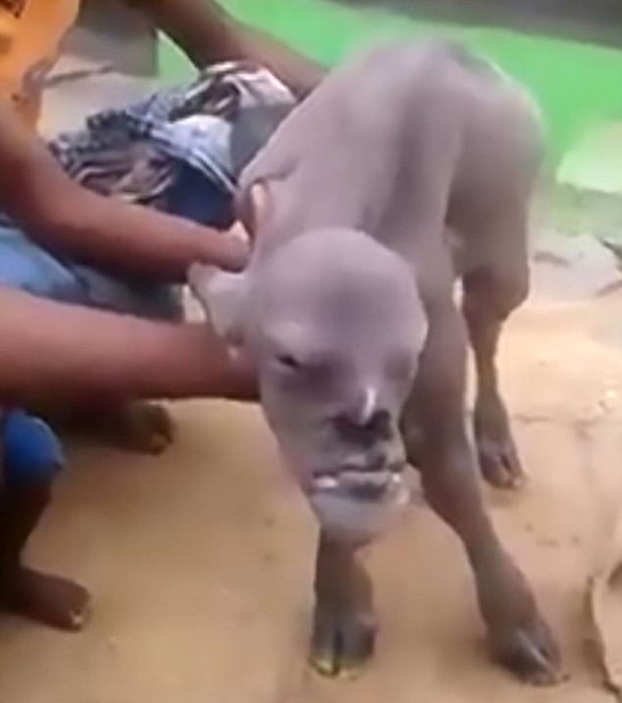 الهند: عنزة على شكل انسان ترعب قرية بأكملها.. فيديو وصور صورة رقم 2