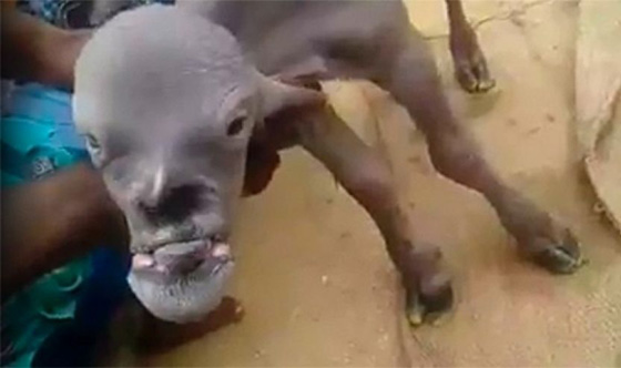الهند: عنزة على شكل انسان ترعب قرية بأكملها.. فيديو وصور صورة رقم 3