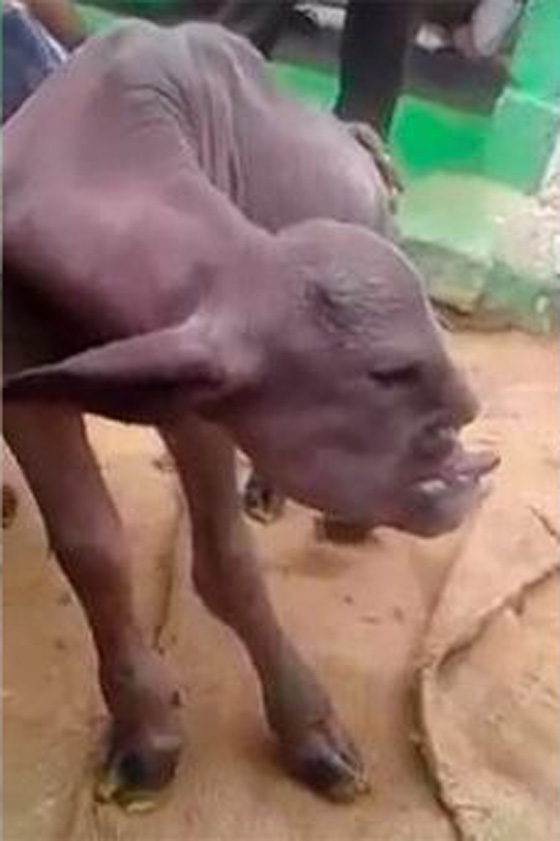 الهند: عنزة على شكل انسان ترعب قرية بأكملها.. فيديو وصور صورة رقم 4