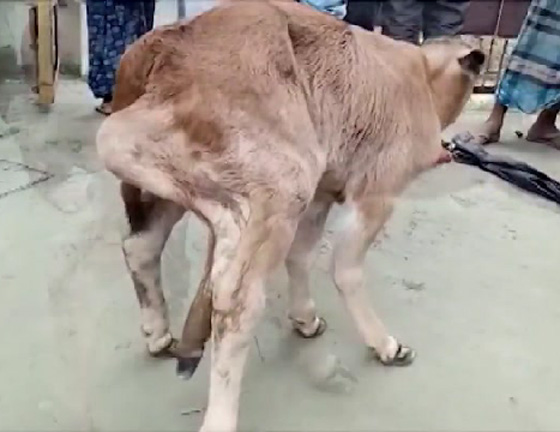 الهند: ولادة نادرة لعجل بخمسة أرجل.. فيديو  صورة رقم 1