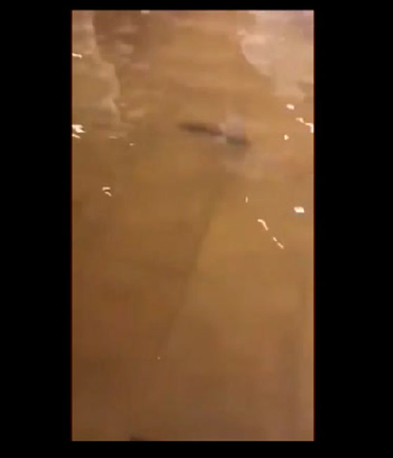 أمريكي يصطاد سمكة داخل منزله.. أطرف ما يمكن أن تشاهده في كارثة هارفي صورة رقم 2