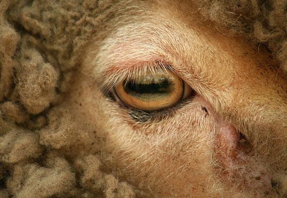 صور اجمل طرائف وغرائب الاحتفالات بعيد الأضحى المبارك حول العالم صورة رقم 4