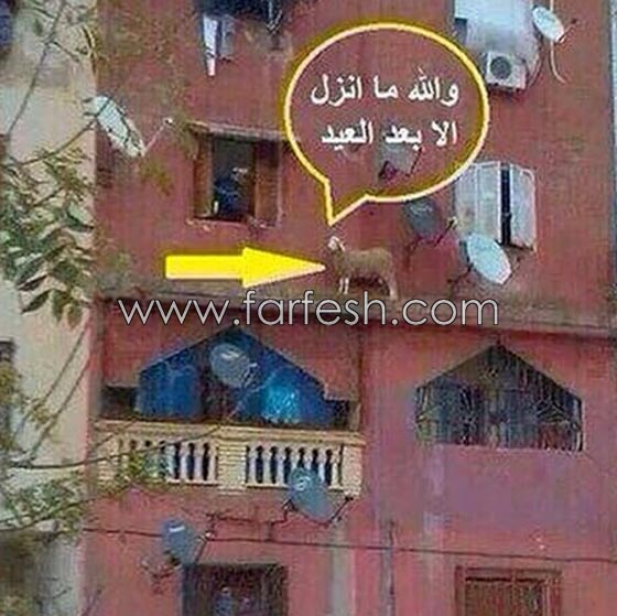 صور مضحكة: 32 كاريكاتير خروف العيد، وكل عام وأنتم بخير.. صورة رقم 3