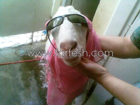 صور مضحكة: 32 كاريكاتير خروف العيد، وكل عام وأنتم بخير.. صورة رقم 27