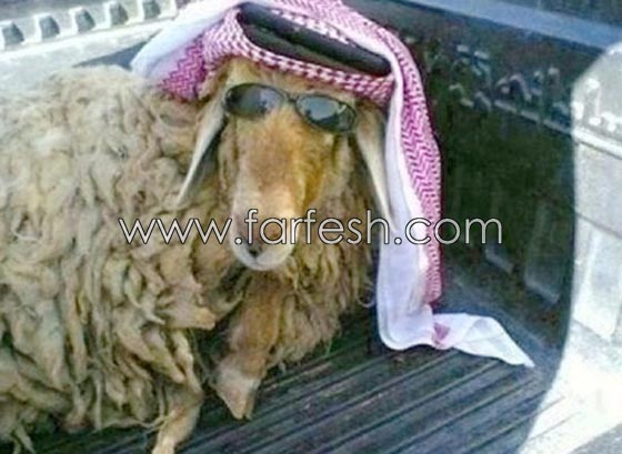 صور مضحكة: 32 كاريكاتير خروف العيد، وكل عام وأنتم بخير.. صورة رقم 17