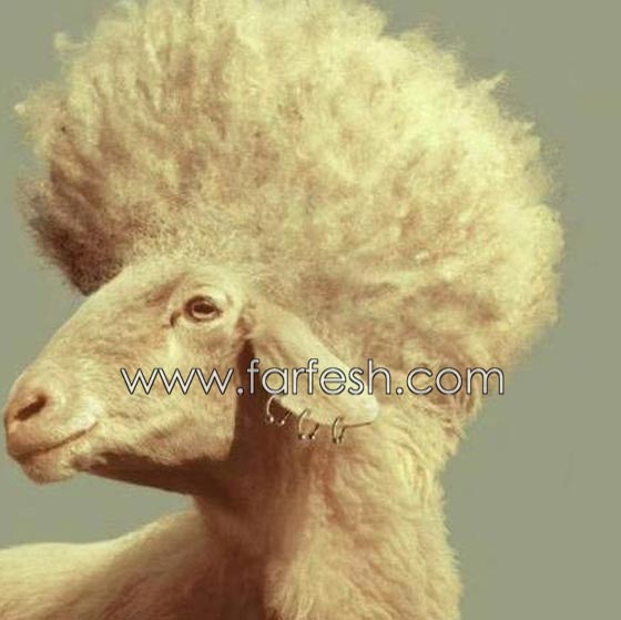 صور مضحكة: 32 كاريكاتير خروف العيد، وكل عام وأنتم بخير.. صورة رقم 31