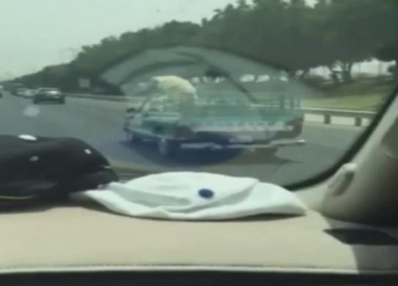 فيديو طريف.. شاهد كيف حاول خروف العيد هذا الهرب من سيارة صاحبه صورة رقم 1