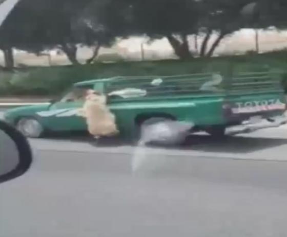 فيديو طريف.. شاهد كيف حاول خروف العيد هذا الهرب من سيارة صاحبه صورة رقم 3