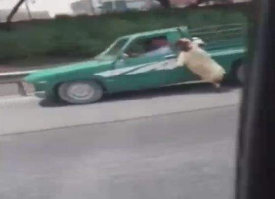 فيديو طريف.. شاهد كيف حاول خروف العيد هذا الهرب من سيارة صاحبه صورة رقم 4